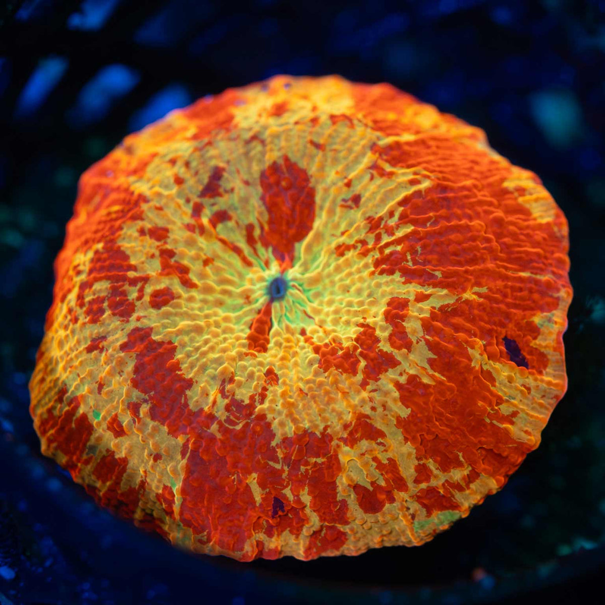 purple monster mushroom coral