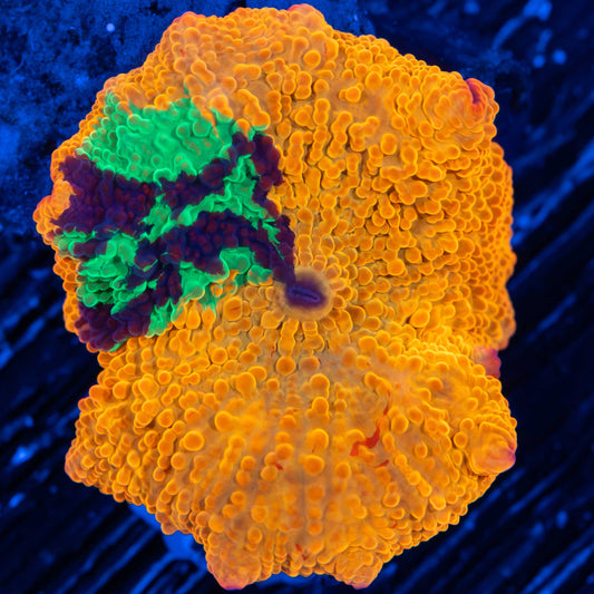 One of a Kind Purple Monster Jawbreaker