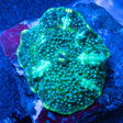 spotted green mushroom coral 