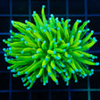 Prenup Torch Coral
