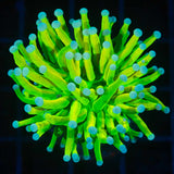 Prenup Torch Coral