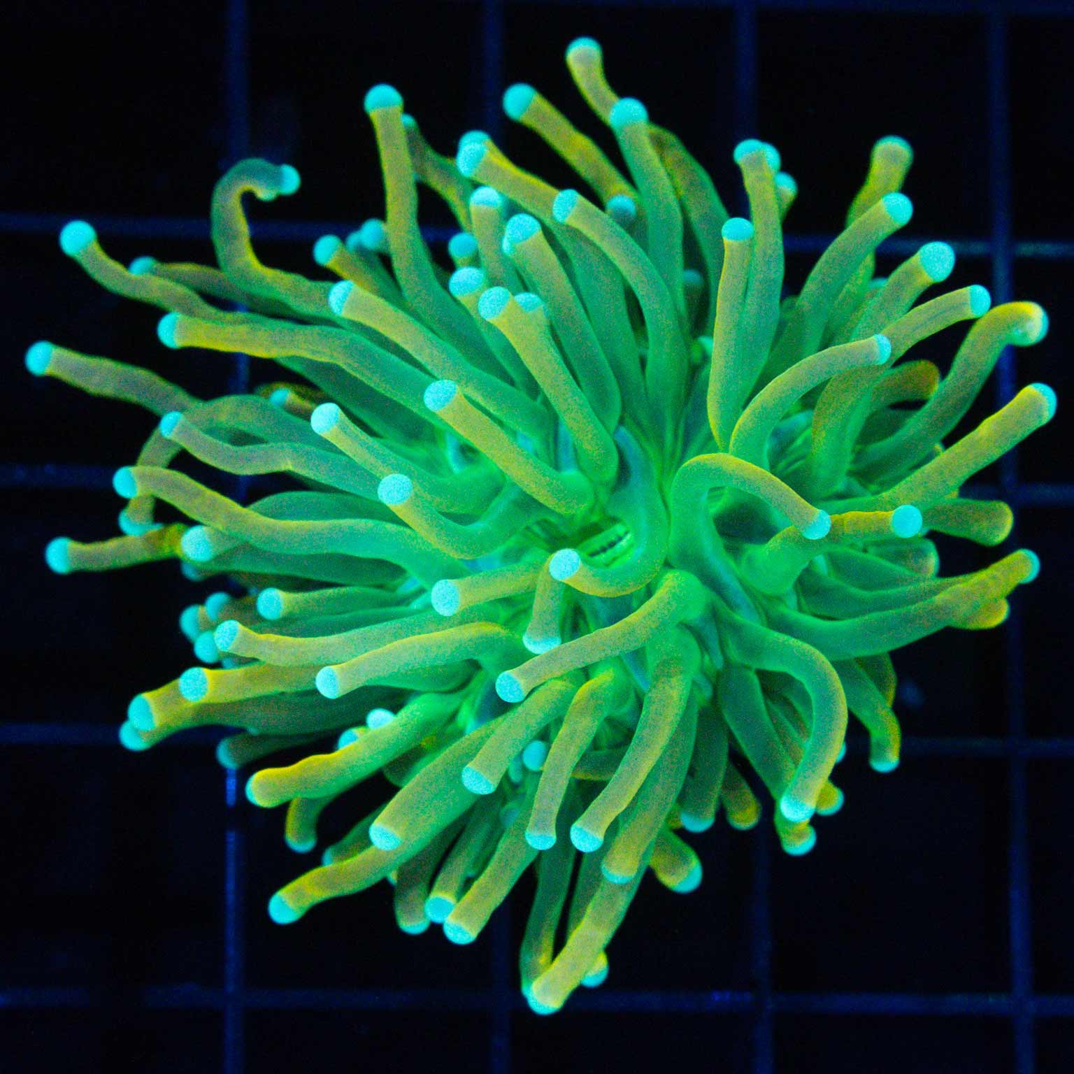 Prenup Torch Coral