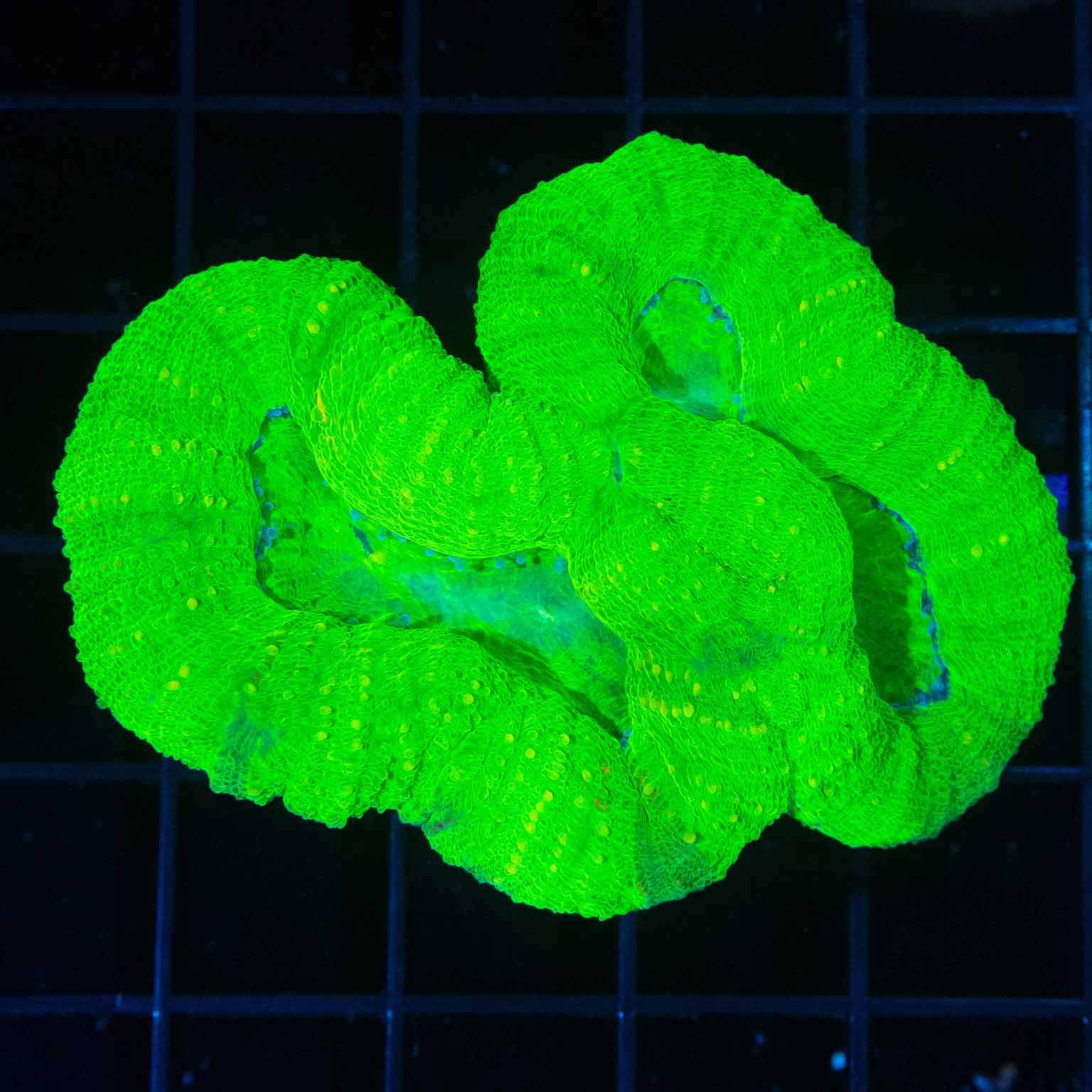 Pure Toxic Lobo 2.75" (actually Acan Pachysepta)