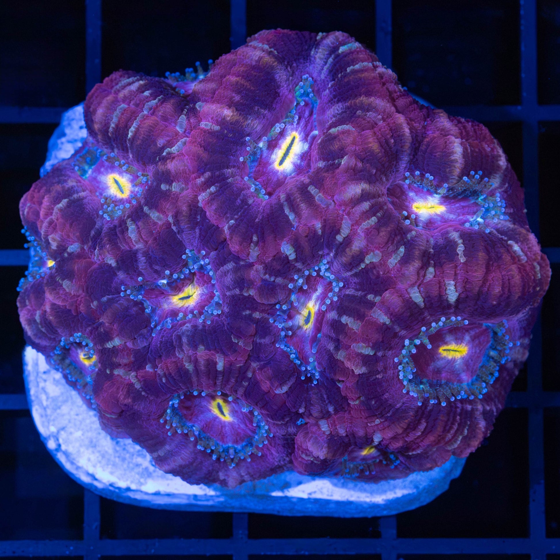 Purple Yellow Mouth Asian Acan Colony