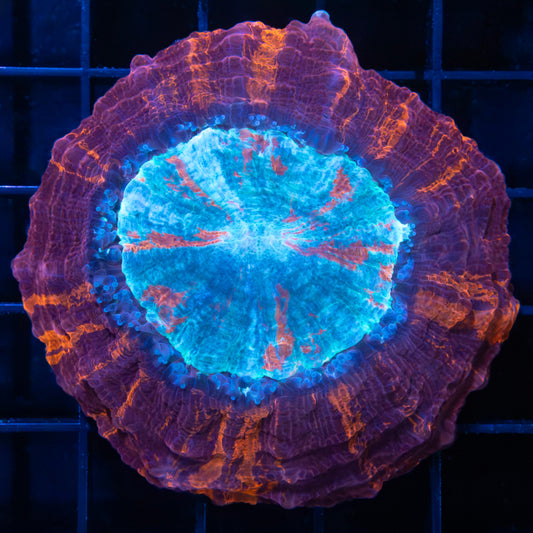 Small Purple Acanthophyllia