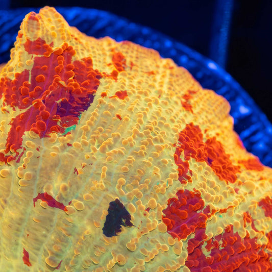 XL Purple and Blue Monster Jawbreaker 2"