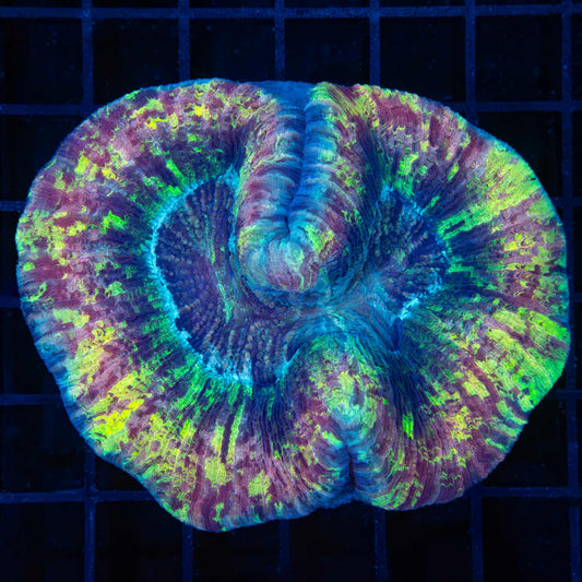 Gold Purple Rainbow Trachy 3.75"