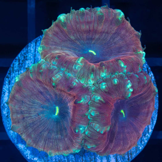 purple blastomussa coral