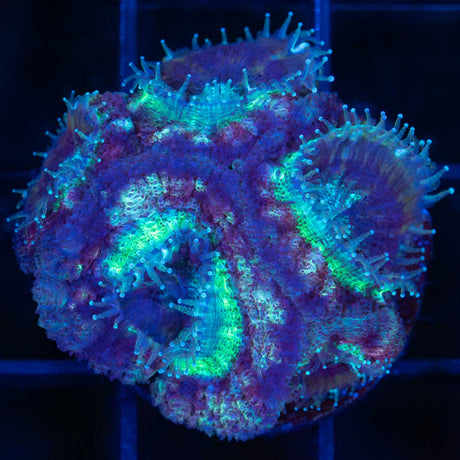 Purple Blue Asian Acan