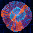 Purple Blue Orange Acanthophyllia