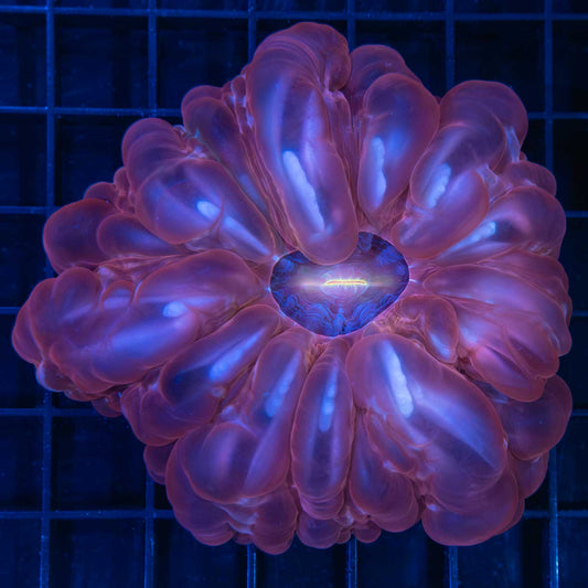 Large Red Blue Gold Mouth Cynarina 