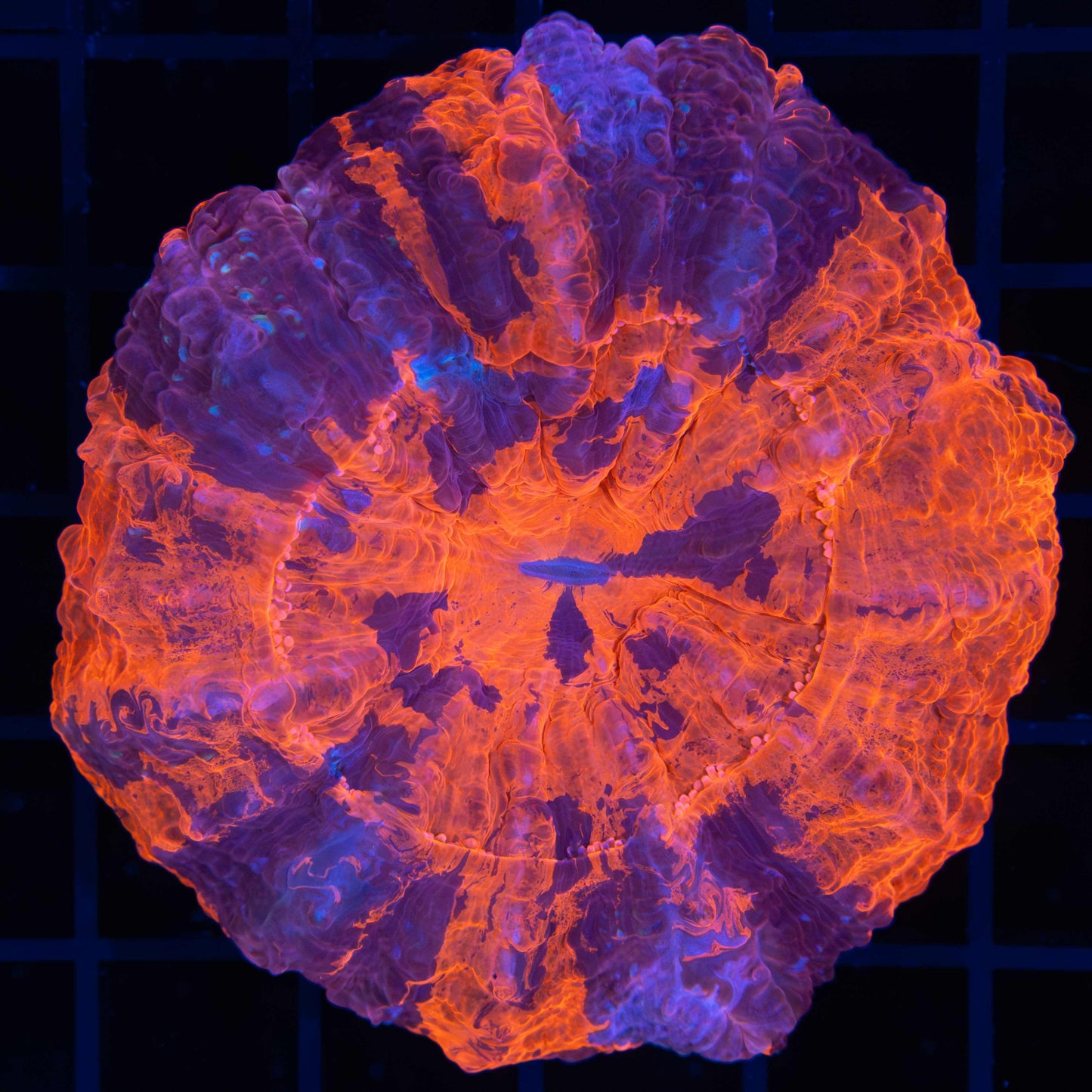 Purple Fire Acanthphyllia