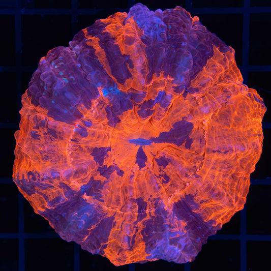 Purple Fire Acanthphyllia