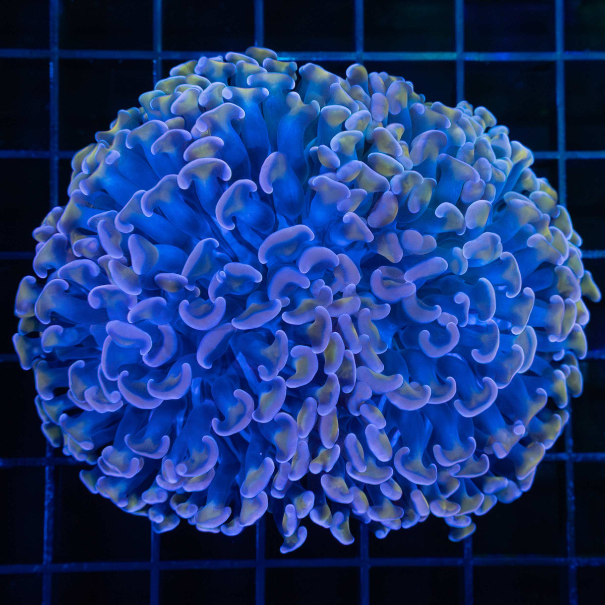 purple gold and blue hammer coral
