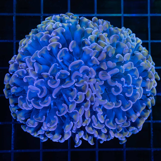 purple gold and blue hammer coral