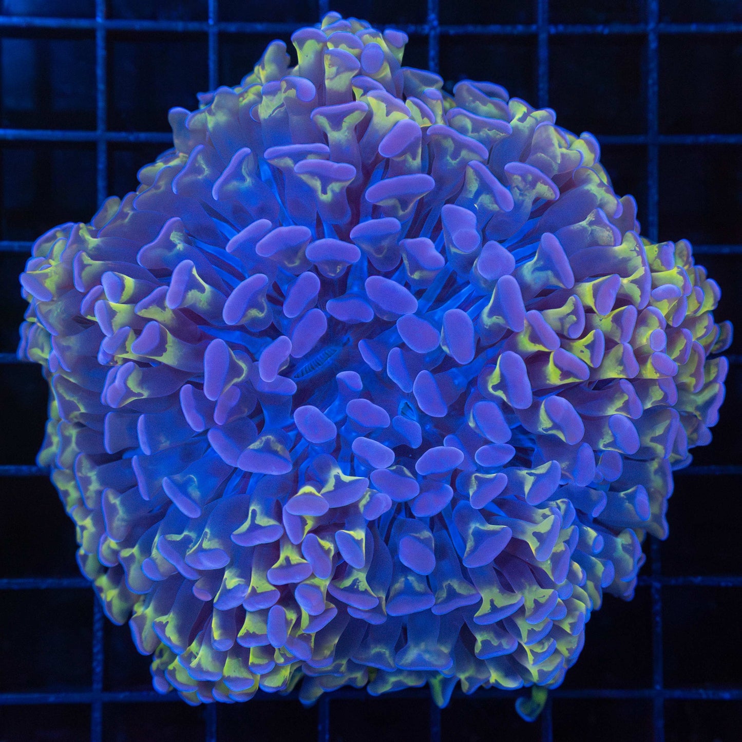 Rare Purple Gold Blue Hammer Coral