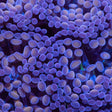 purple hammer coral