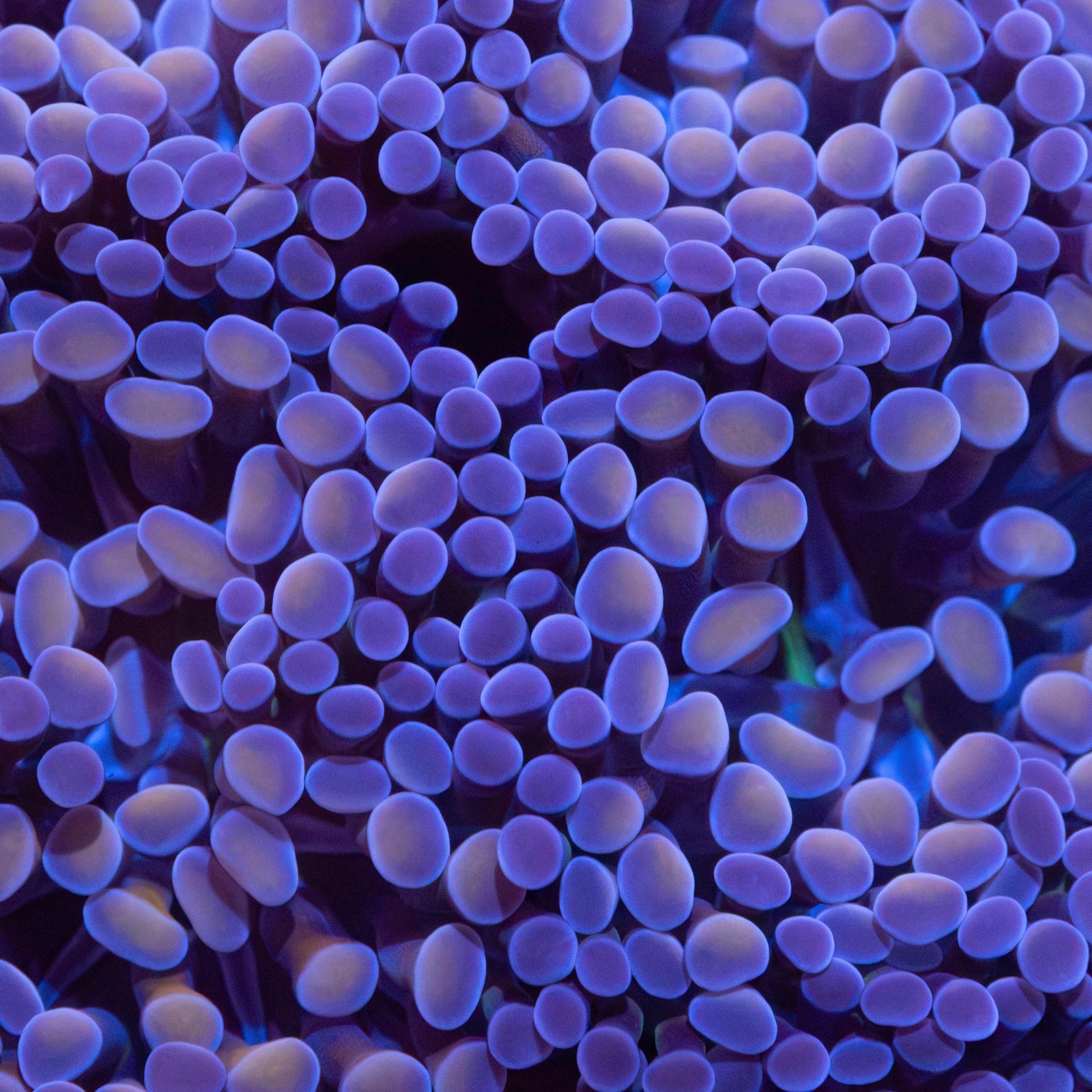 purple hammer coral