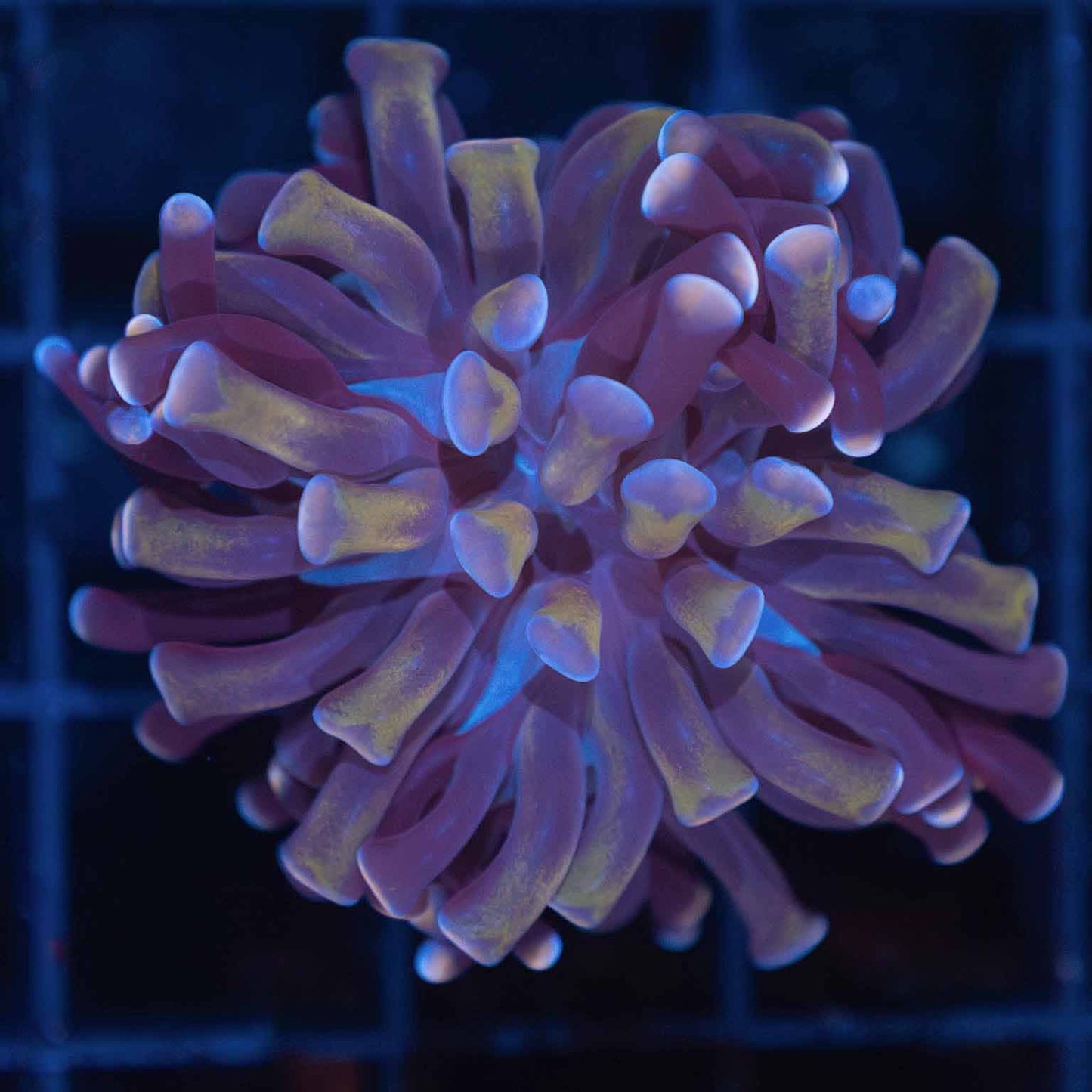 Pink and Purple Gold Stem Hammer Coral (Branching)
