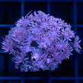 Purple Goni 1