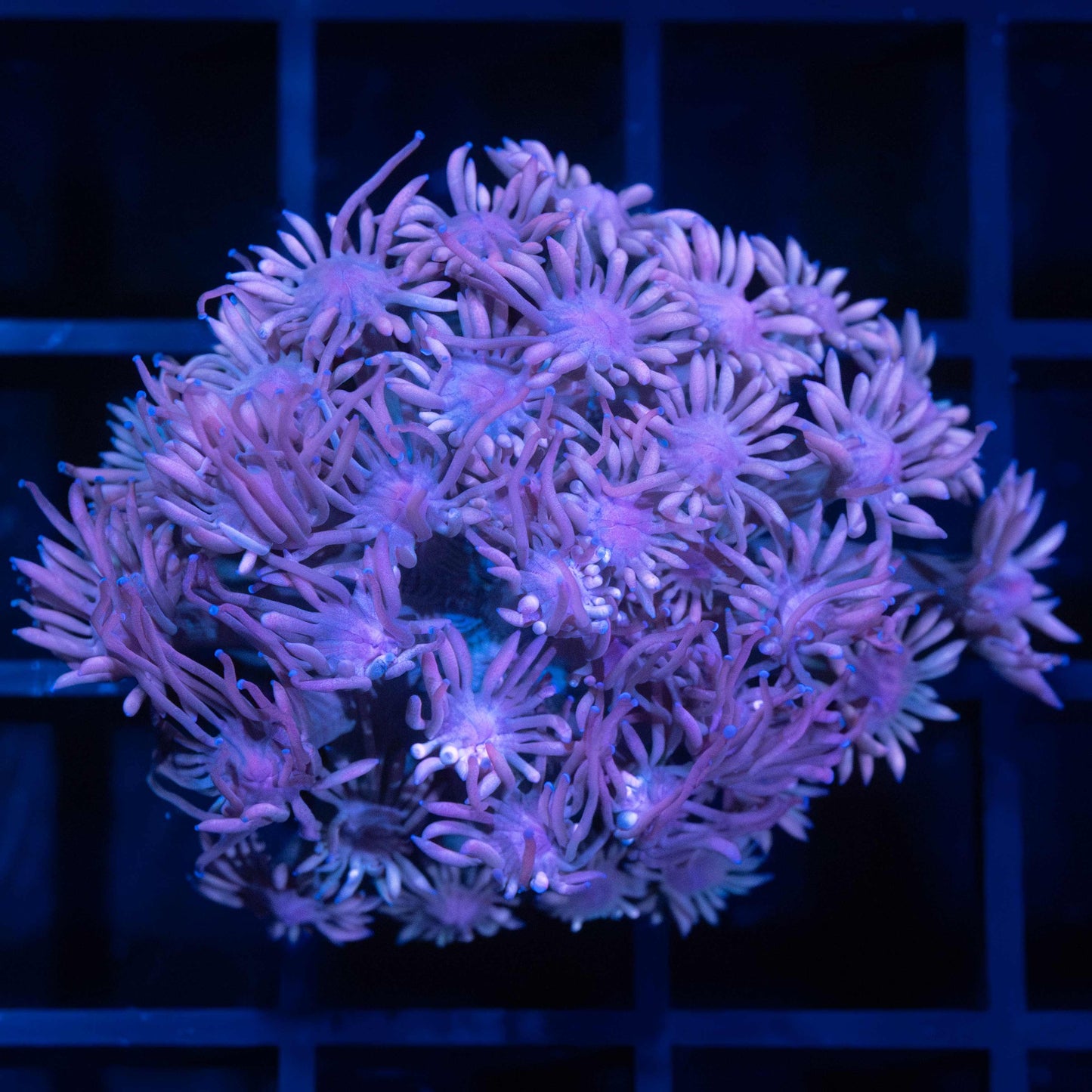 Purple Goniopora Coral