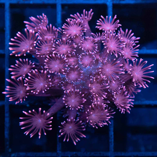 Purple Goniopora
