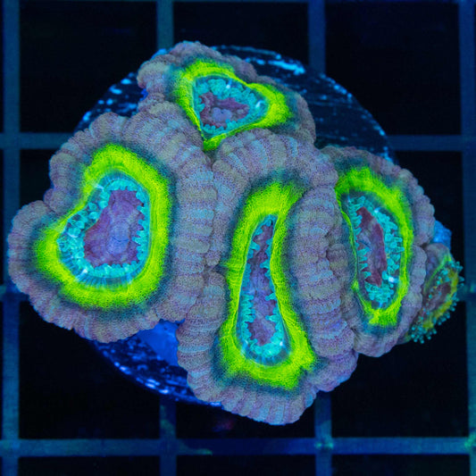 Purple Highlighter Asian Acan