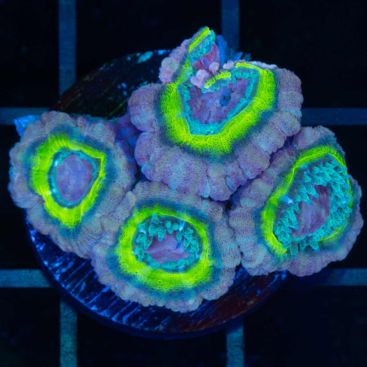 Purple Highlighter Asian Acan