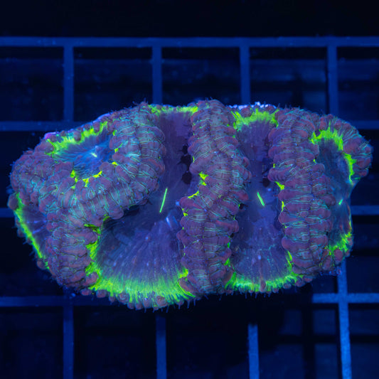 Purple Highlighter Ring Blastomussa Colony