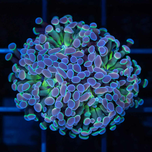 Cotton Candy Hologram Hammer (Tank Grown)