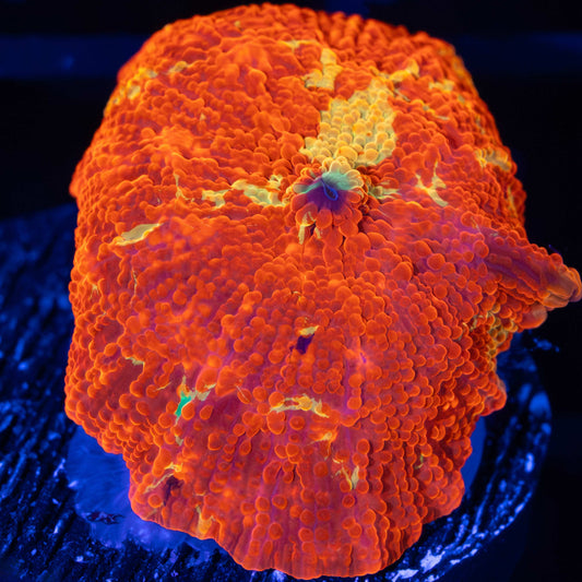 purple monster jawbreaker