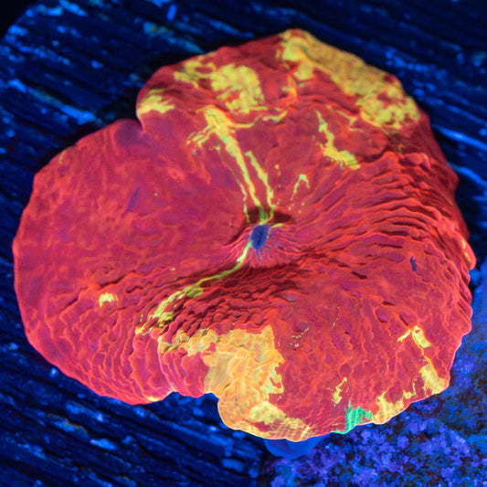 Purple Monster Mushroom