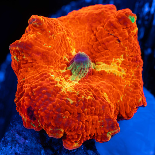 Purple Monster Mushroom Coral