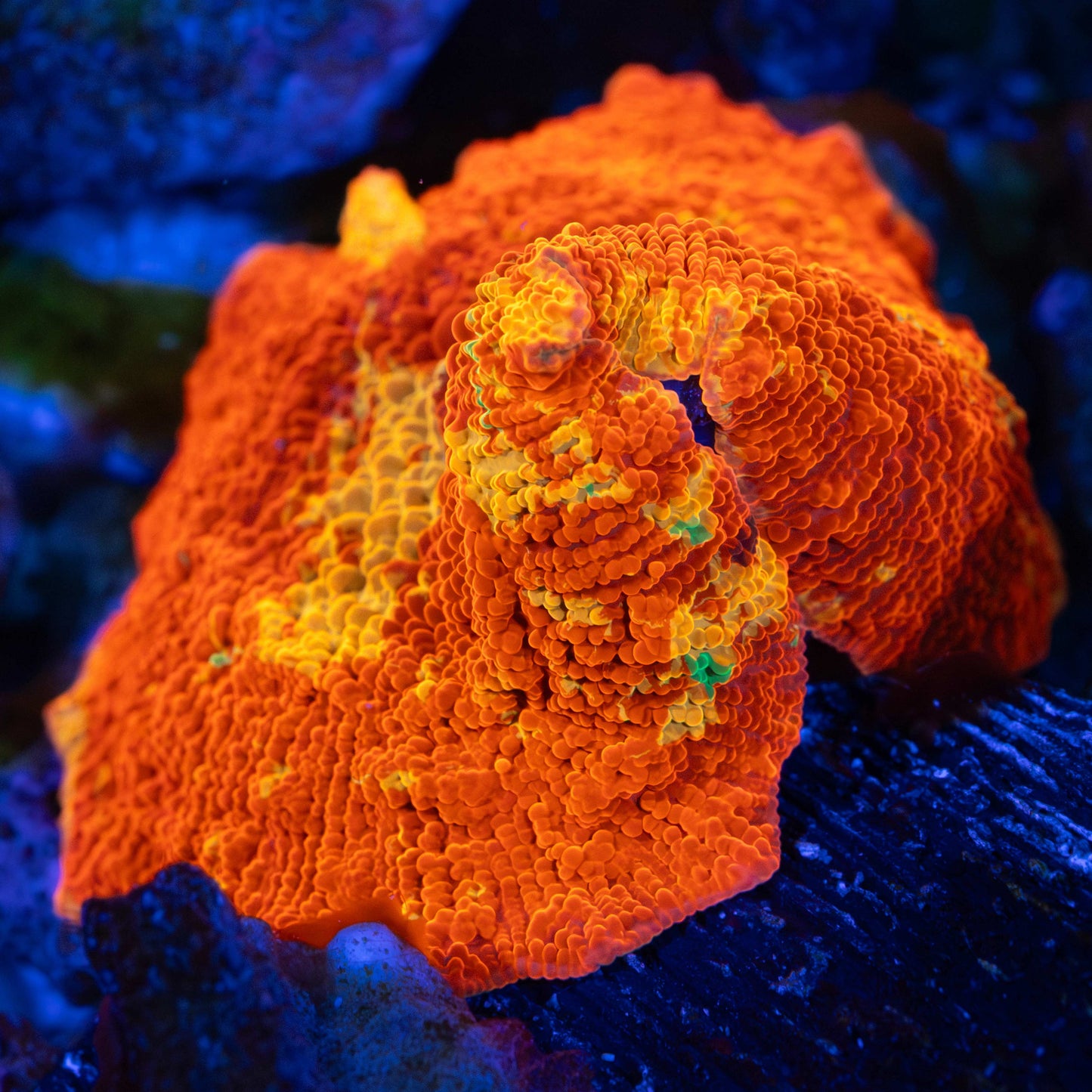 purple monster mushroom coral