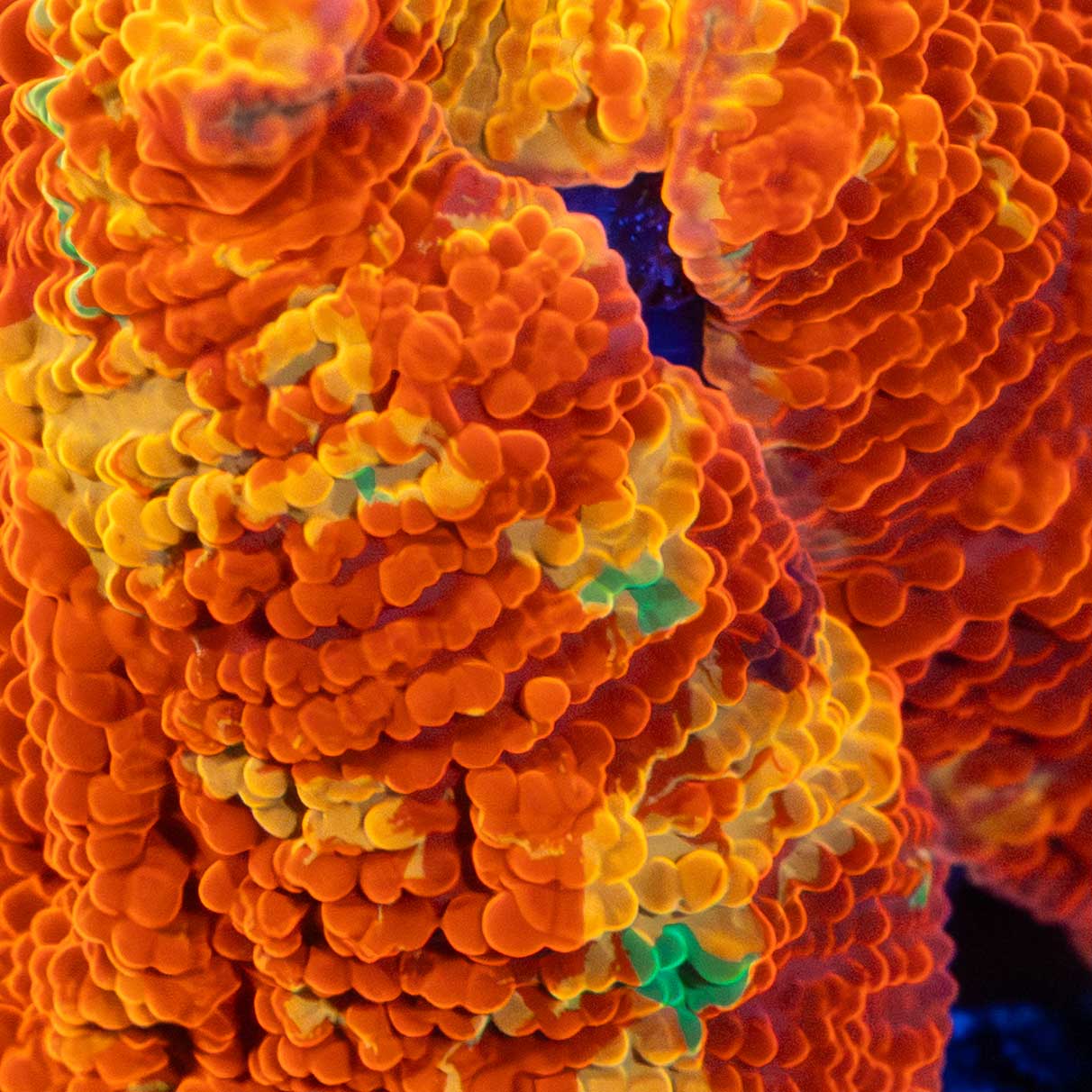 purple monster mushroom coral close up