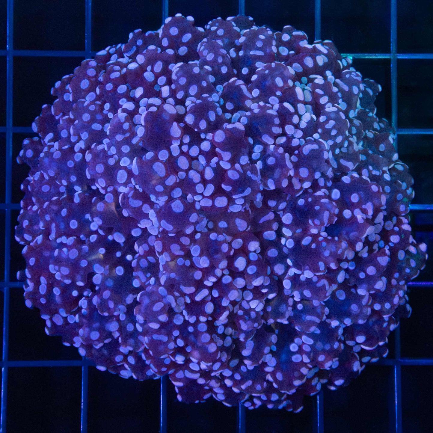 Purple Octospawn Coral