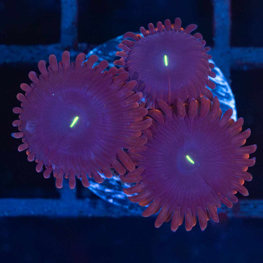 purple people eater zoa