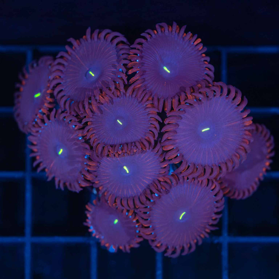 Zoa Corals For Sale Overnight Shipping Lucky Corals