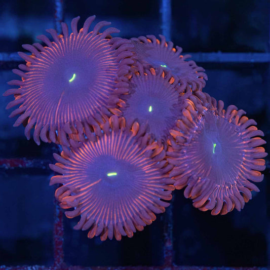 Purple People Eater Zoa (5+ polyps)