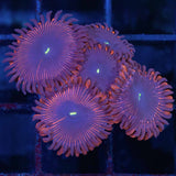 Purple People Eater Zoa