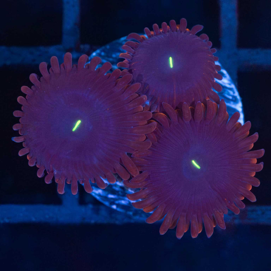 Purple People Eater Zoa