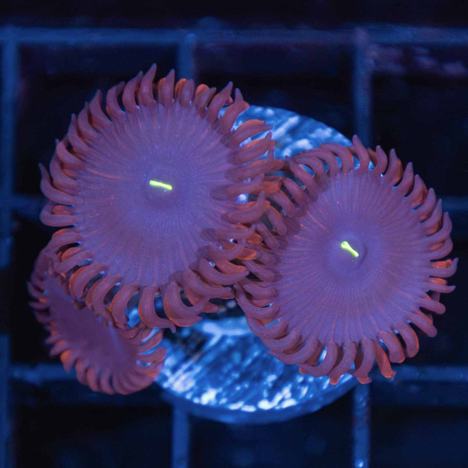 Purple People Eater Zoa (3 polyps) – Lucky Corals