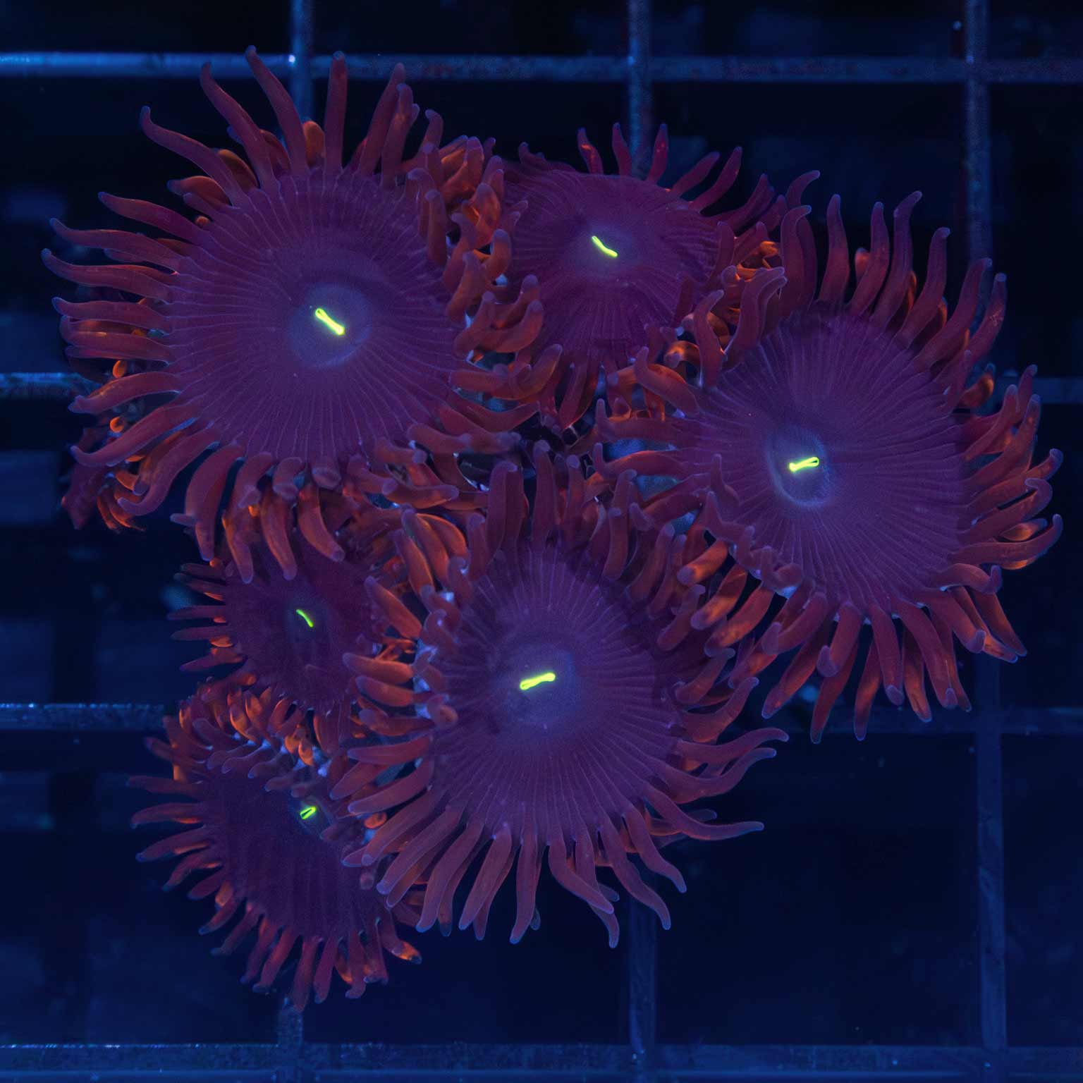 Purple People Eater Zoa (6+ polyps)