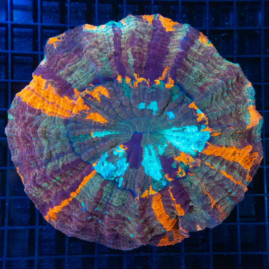 Purple Rainbow Acanthophyllia
