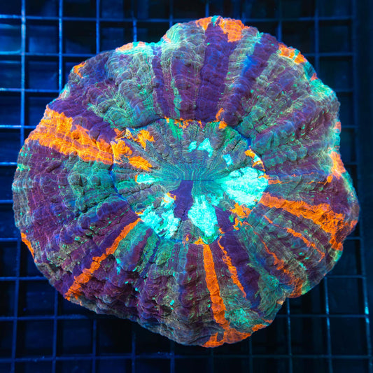 Purple Rainbow Acanthophyllia