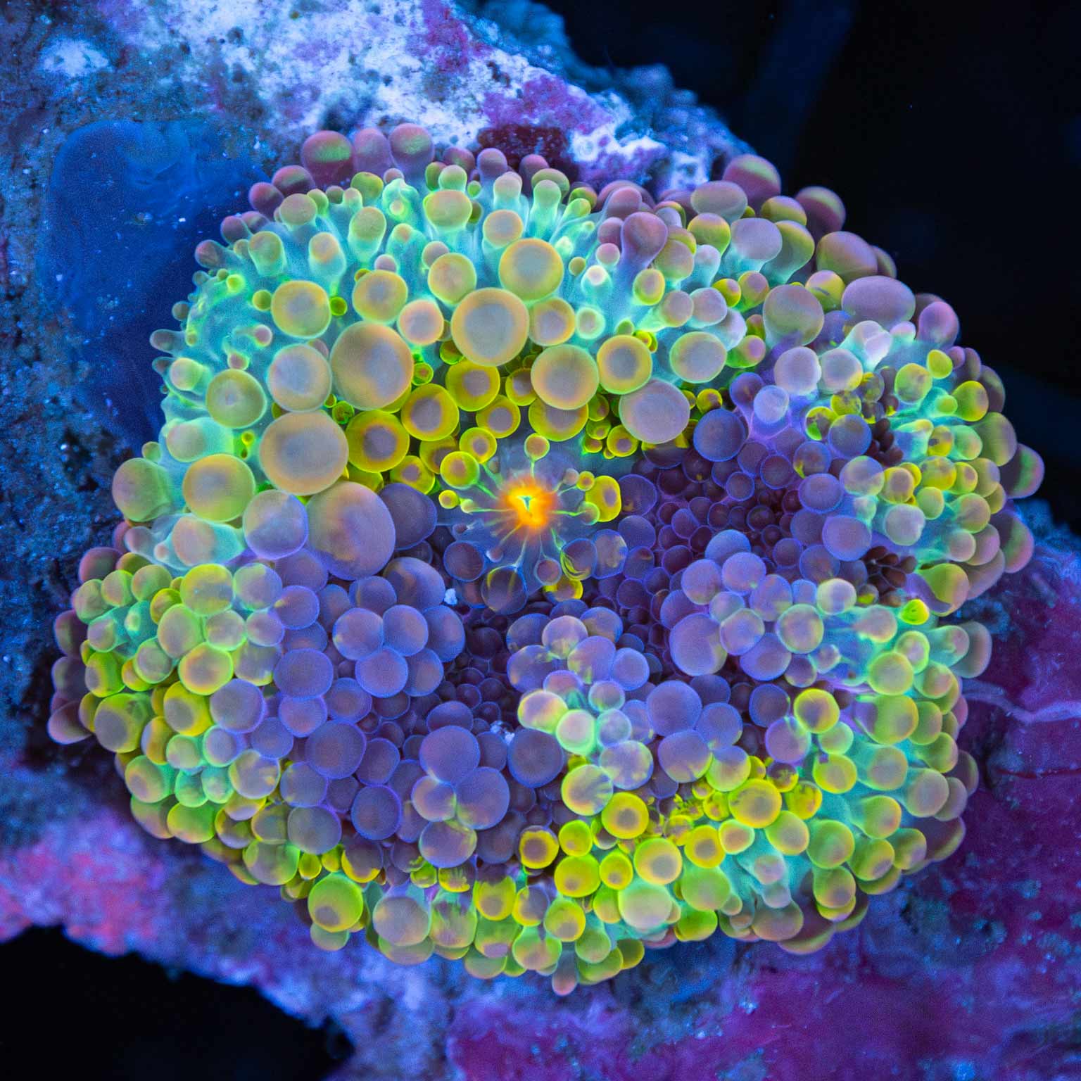 Rainbow Yuma Mushroom Coral