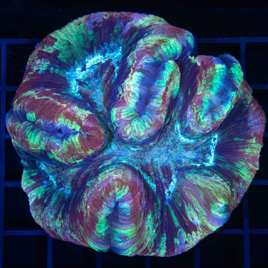 Purple Rainbow Wellso 3.75"