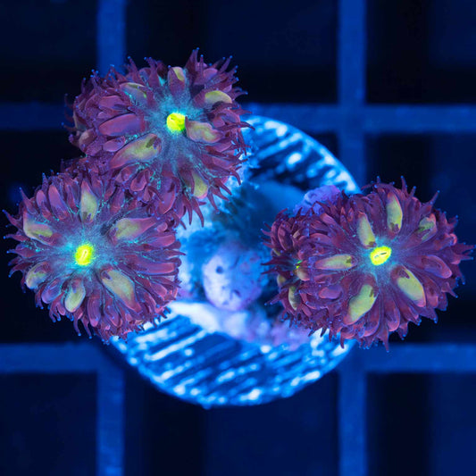 Purple Raven Blastos