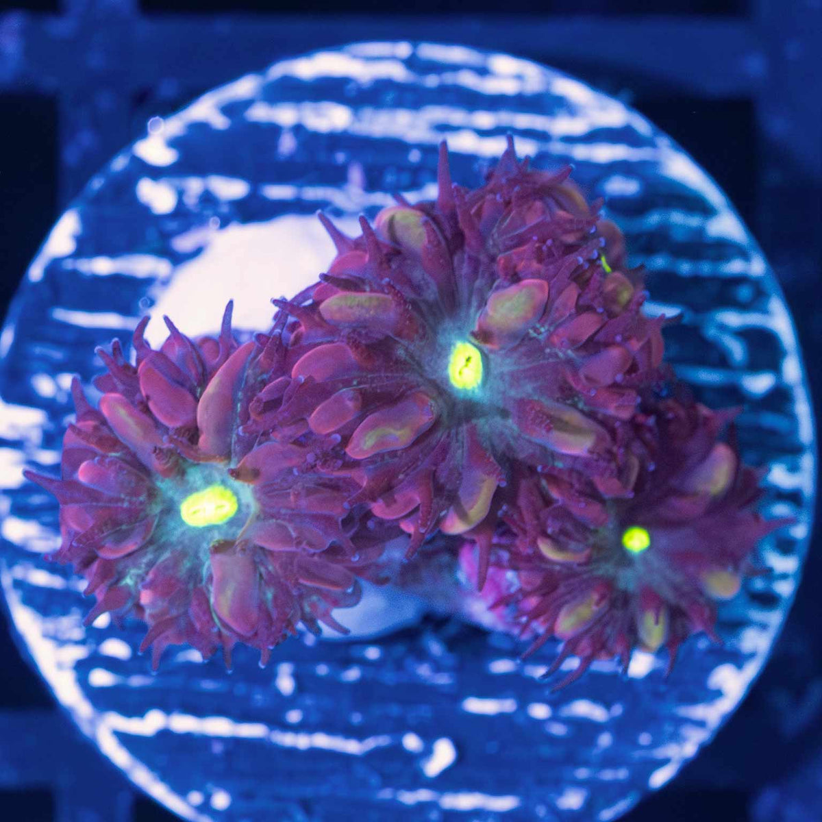 Purple Raven Blastos