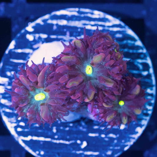 Purple Raven Blastos